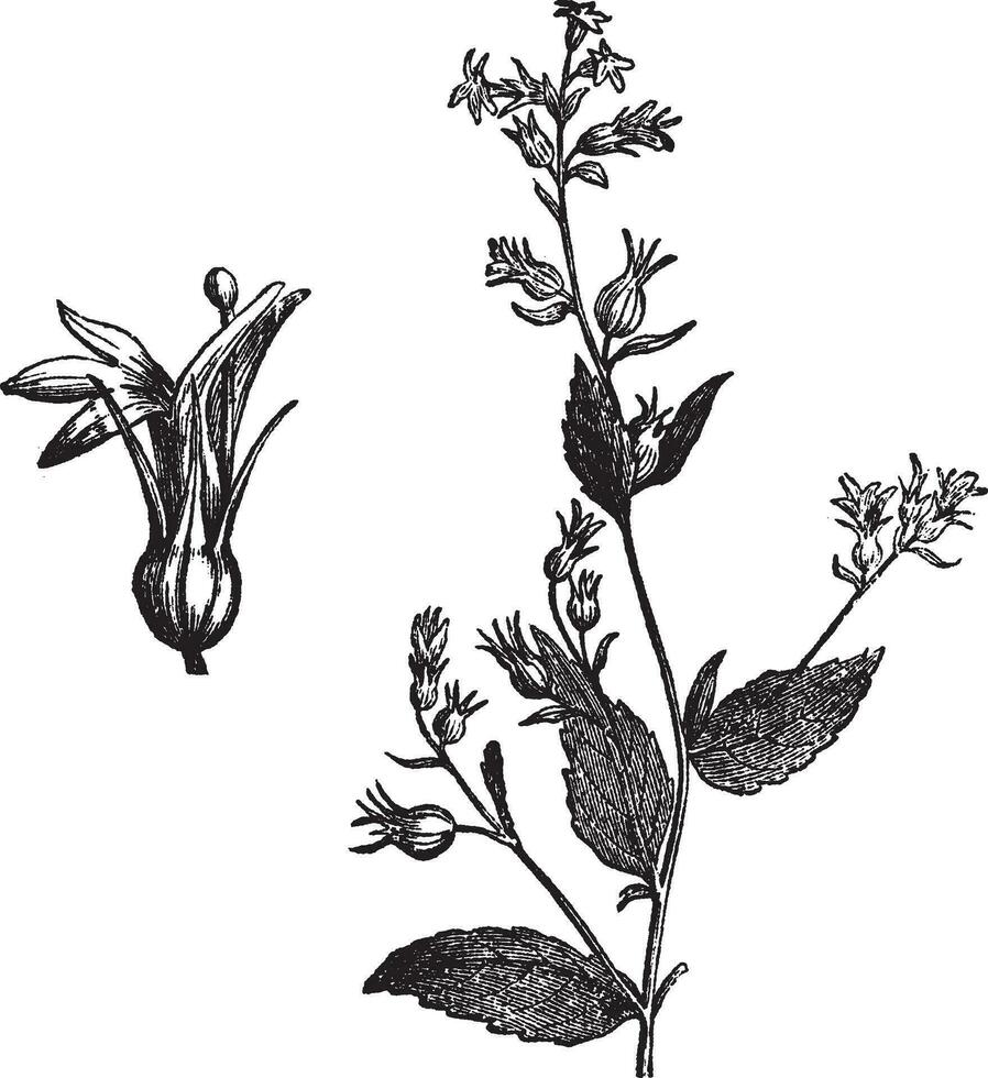 Indisch tabak of Lobelia inflata wijnoogst gravure vector