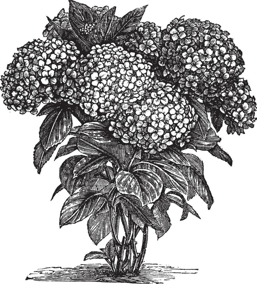 grootblad hortensia of hortensia macrophylla wijnoogst gravure vector