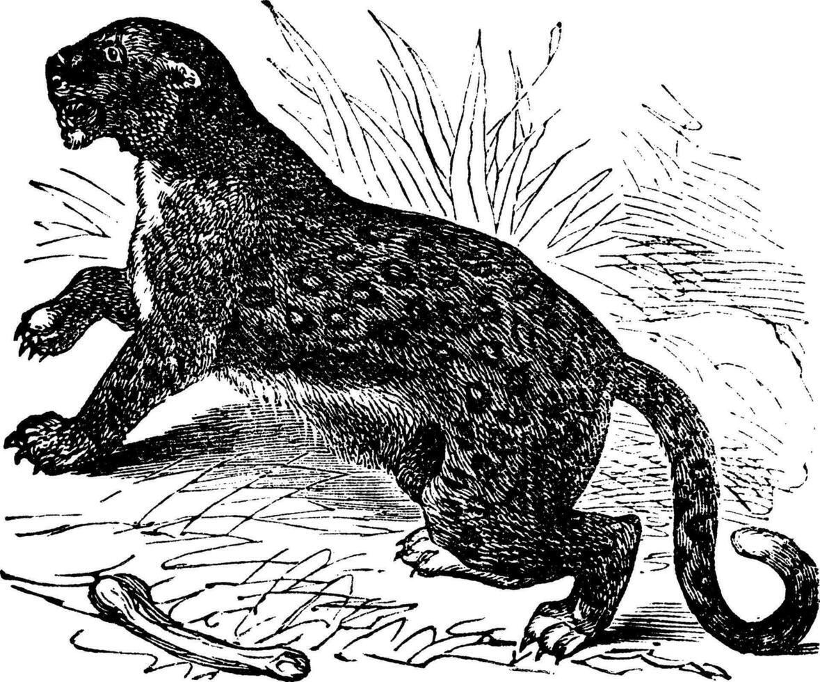 felis luipaardus, wijnoogst gravure vector