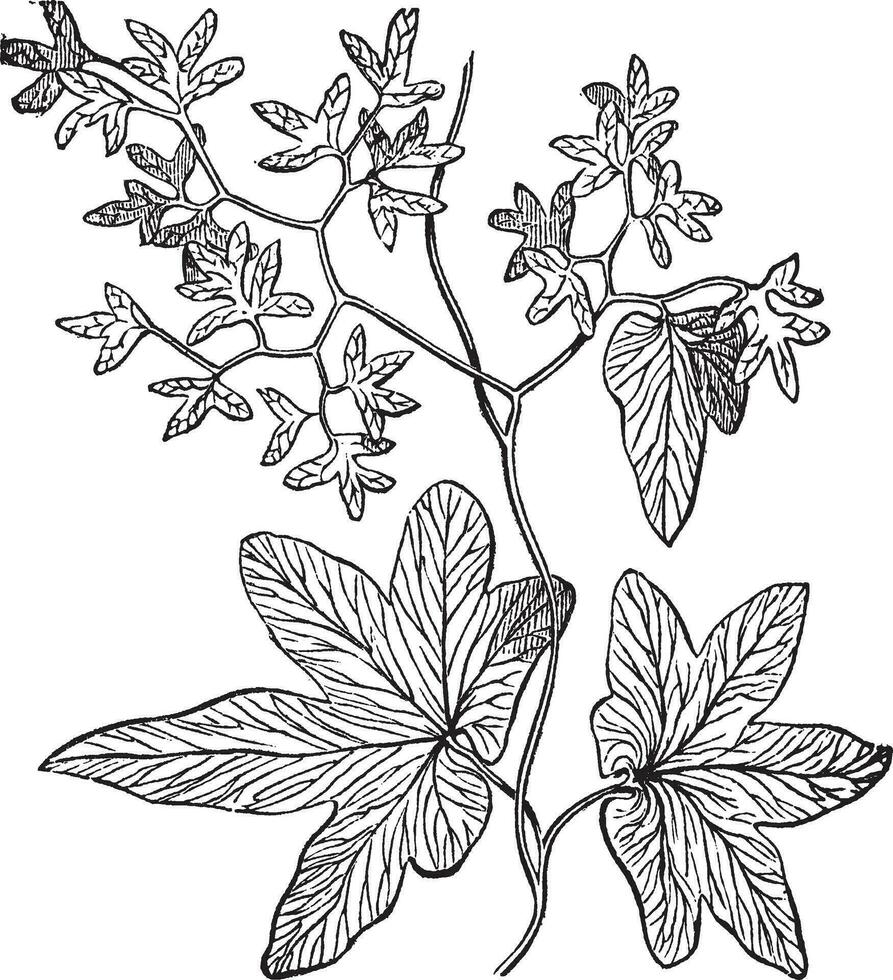 beklimming varen of lygodium palmatum wijnoogst gravure vector