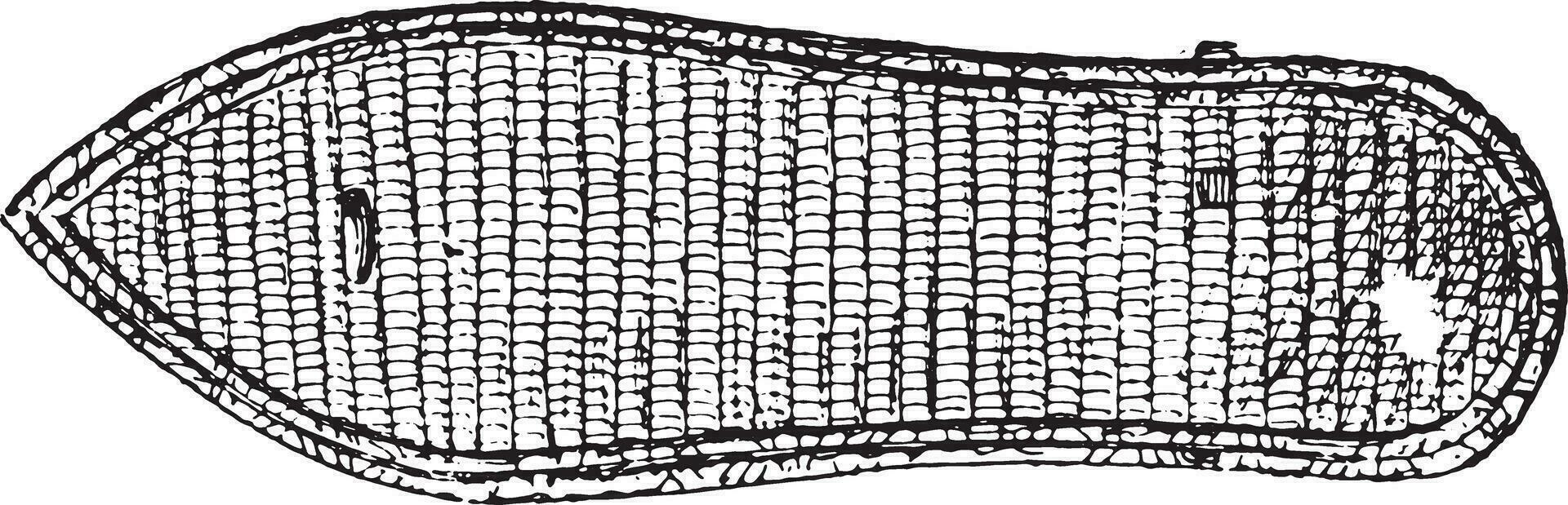 Egyptische zool, wijnoogst gravure. vector