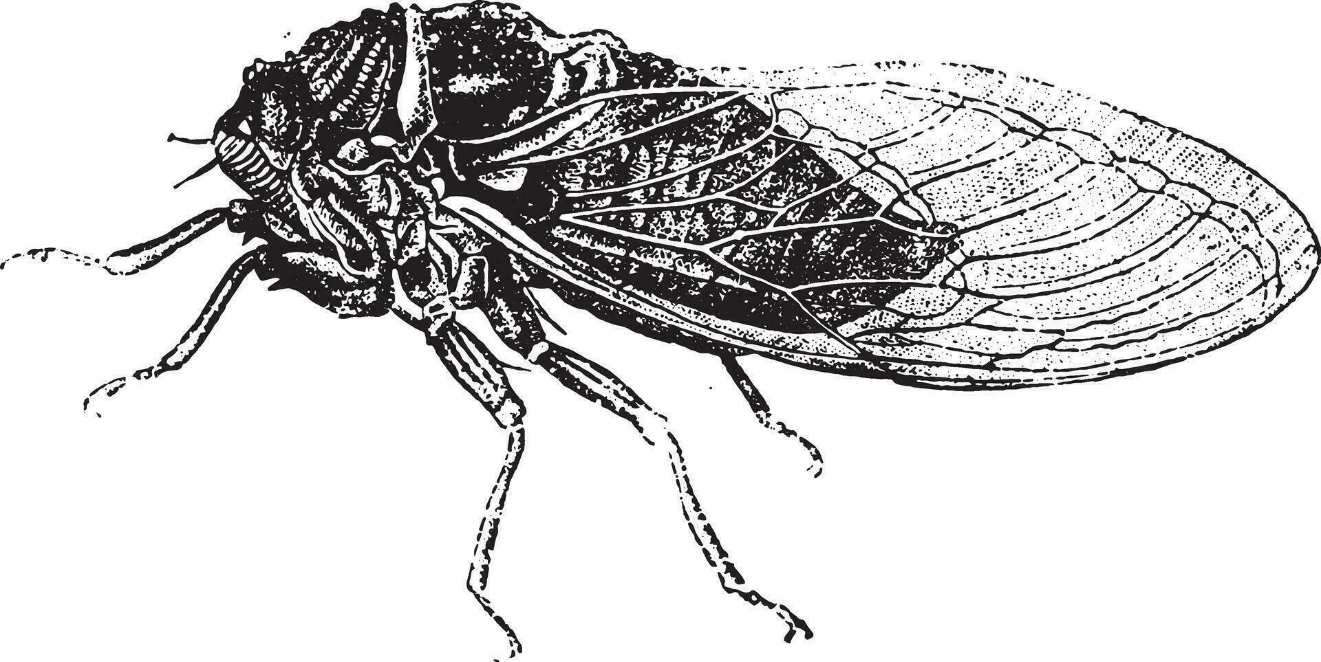 gemeenschappelijk cicade, wijnoogst gravure. vector