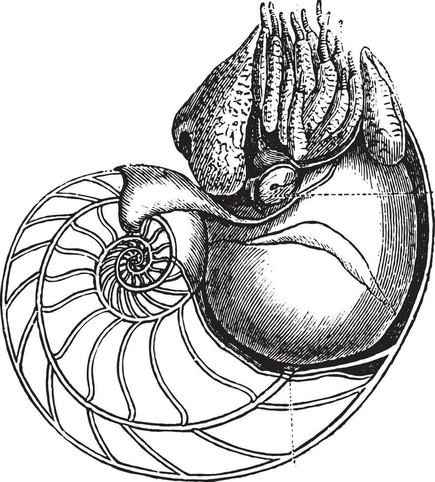 nautilus, wijnoogst gravure. vector