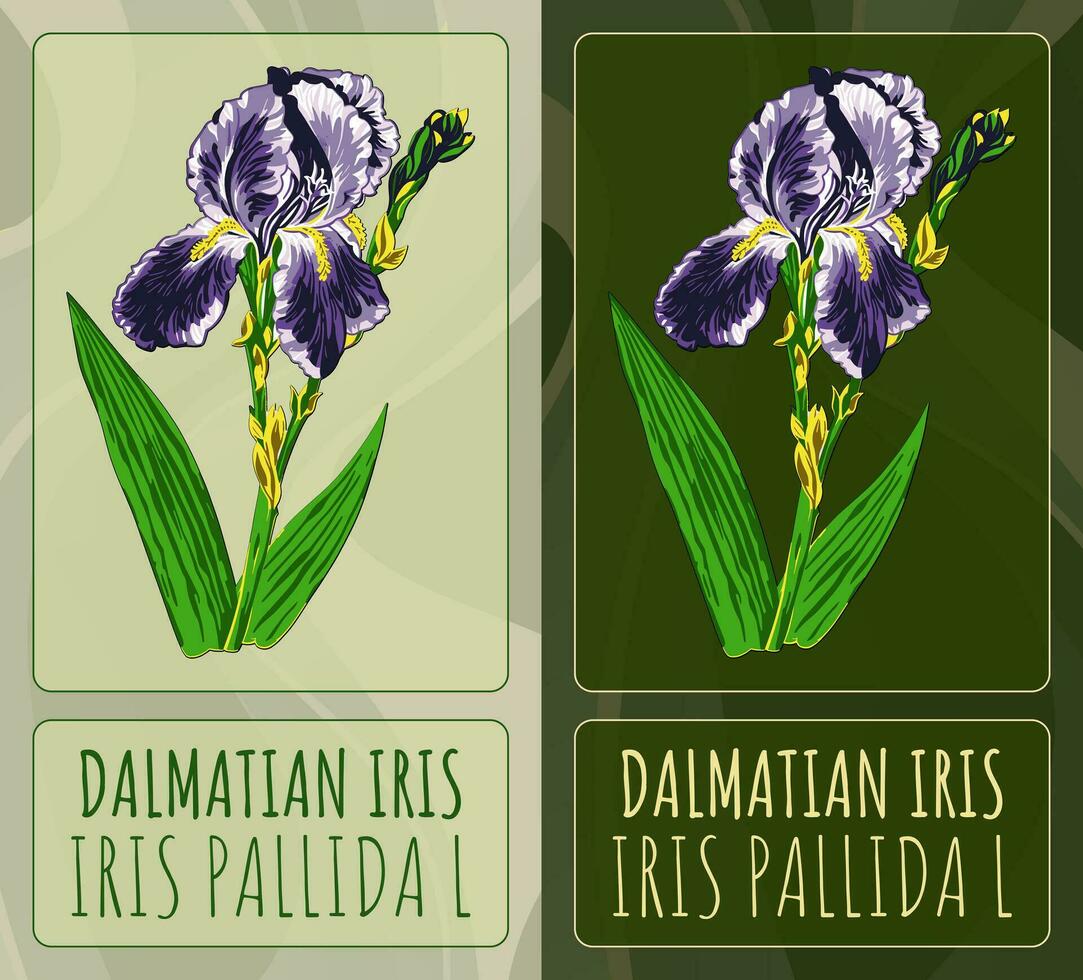 vector tekeningen dalmatiër iris. hand- getrokken illustratie. Latijns naam iris pallida ik.