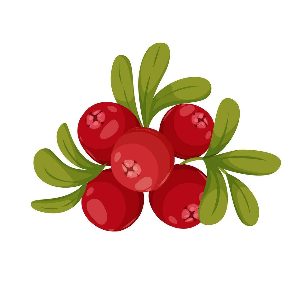 veenbes Afdeling vector tekenfilm illustratie. rood bessen geïsoleerd Aan wit achtergrond. ingrediënt voor bakken en Koken. illustratie voor uw recept, ontwerp, kookboek.