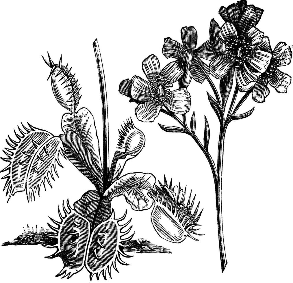 Venus flytrap of dionaea spieren, wijnoogst gravure vector