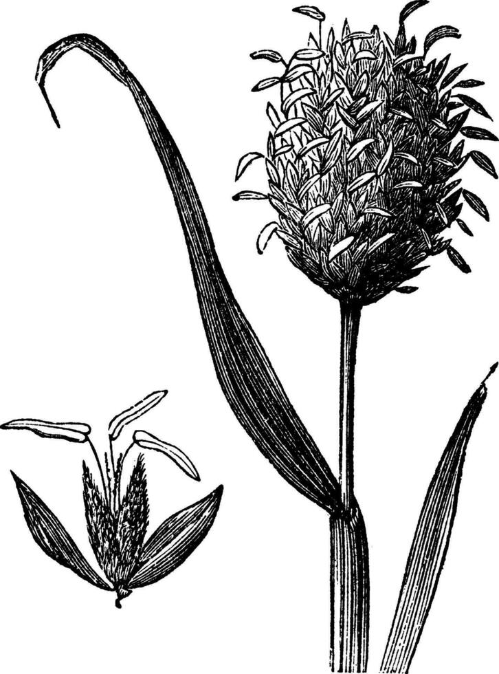 kanarie gras of phalaris canariensis wijnoogst gravure. vector