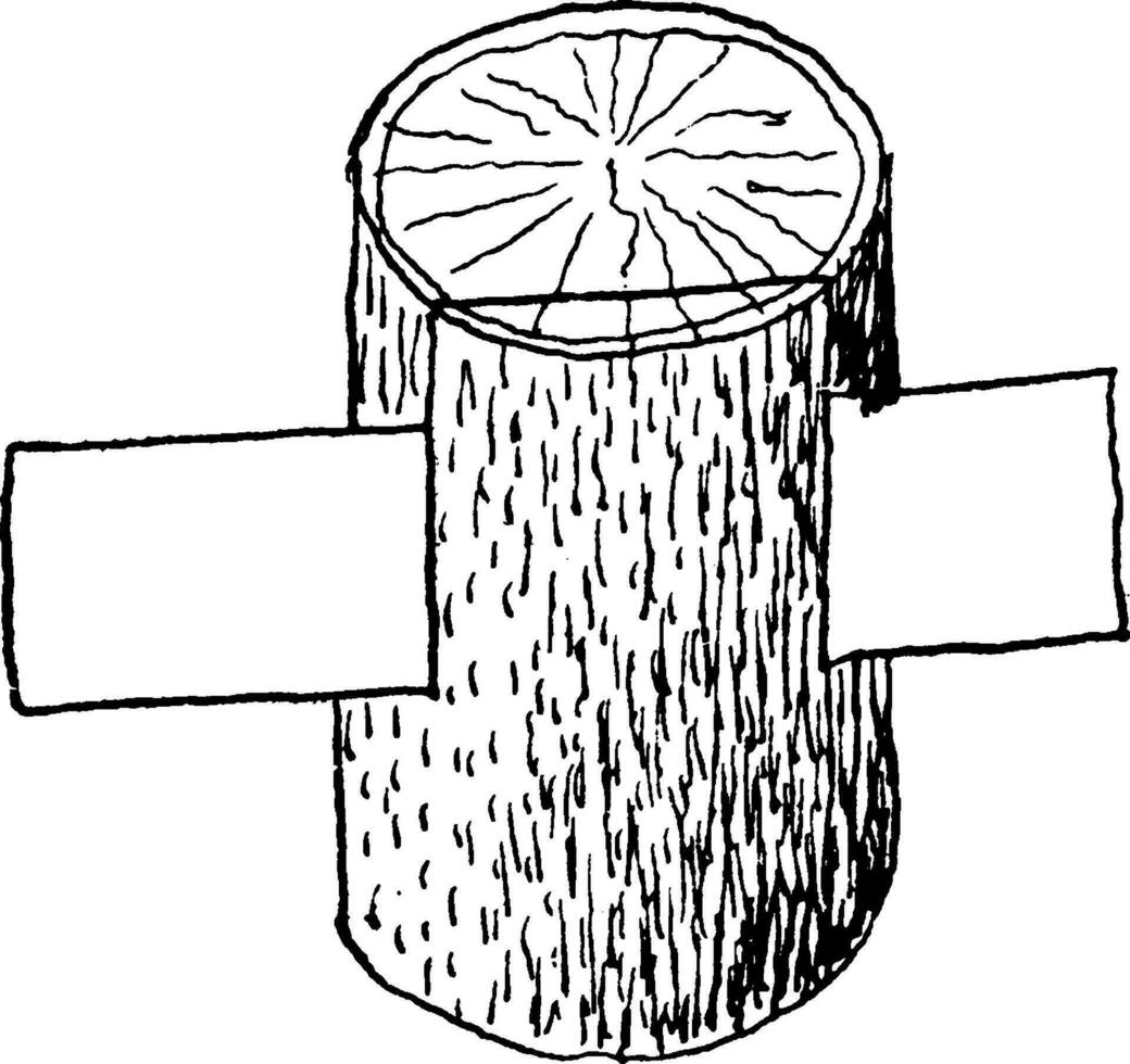 snijdend tangentieel wijnoogst illustratie. vector