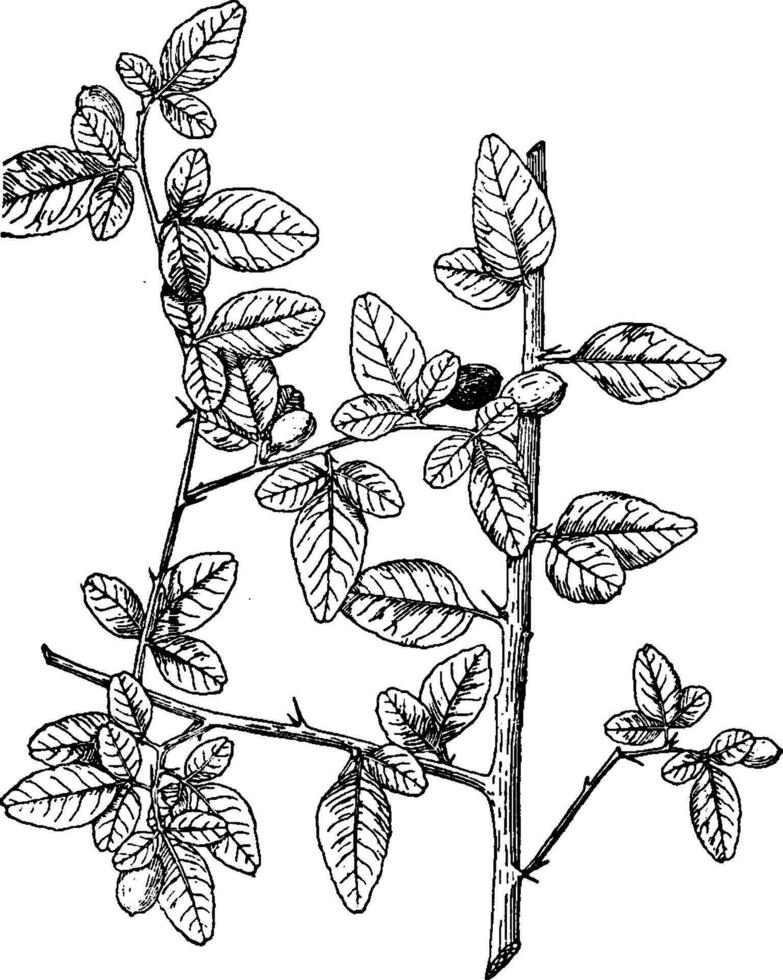 trifasie, trifolia, struik, groeien, overmaat, zes, voeten, met, glanzend, donker, bladeren wijnoogst illustratie. vector