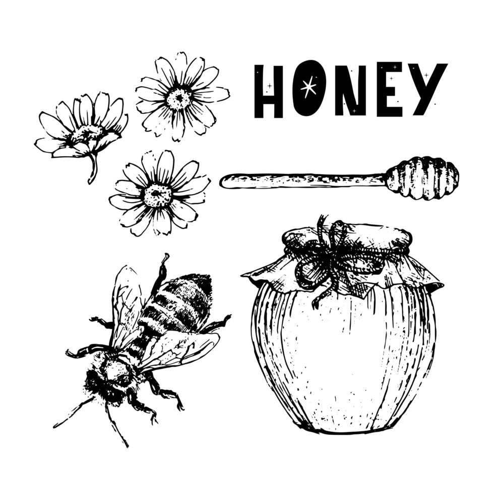 vector honing instellen. vintage hand getekende illustratie. gegraveerd biologisch voedsel