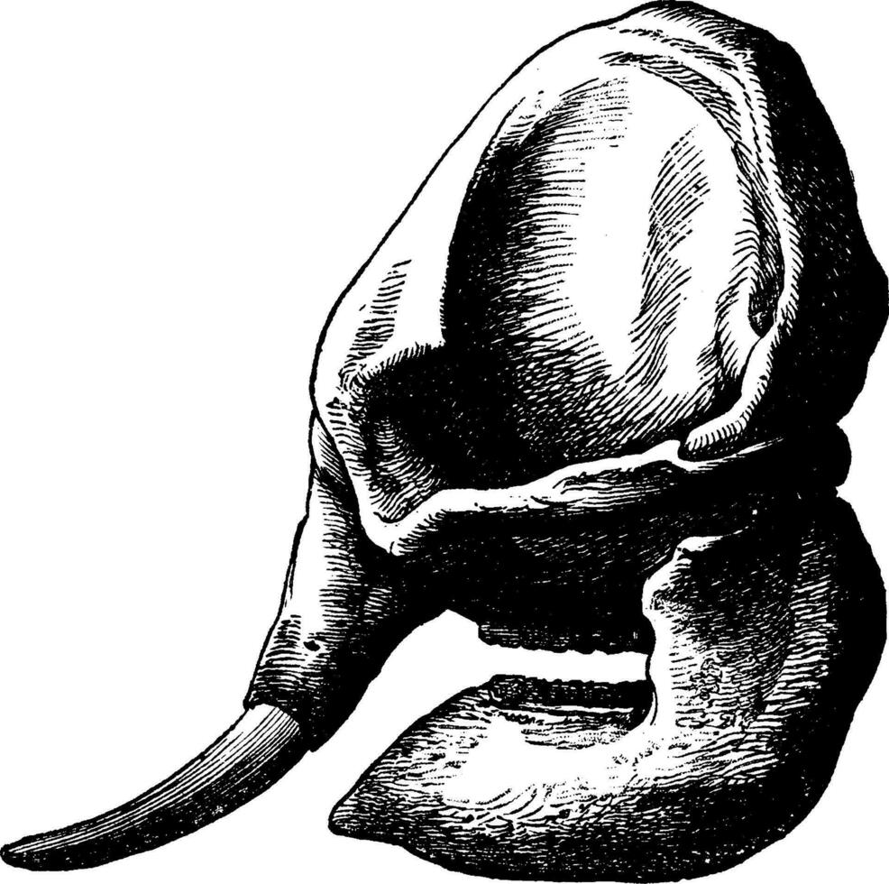 olifant schedel, wijnoogst gravure. vector