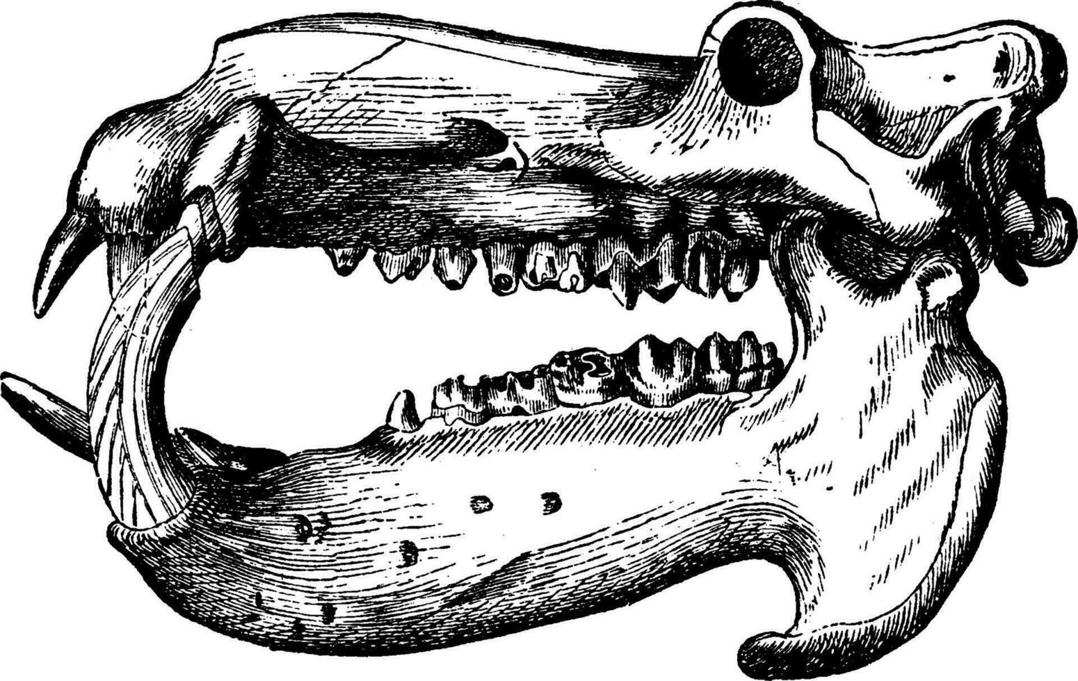 nijlpaard schedel, wijnoogst gravure. vector