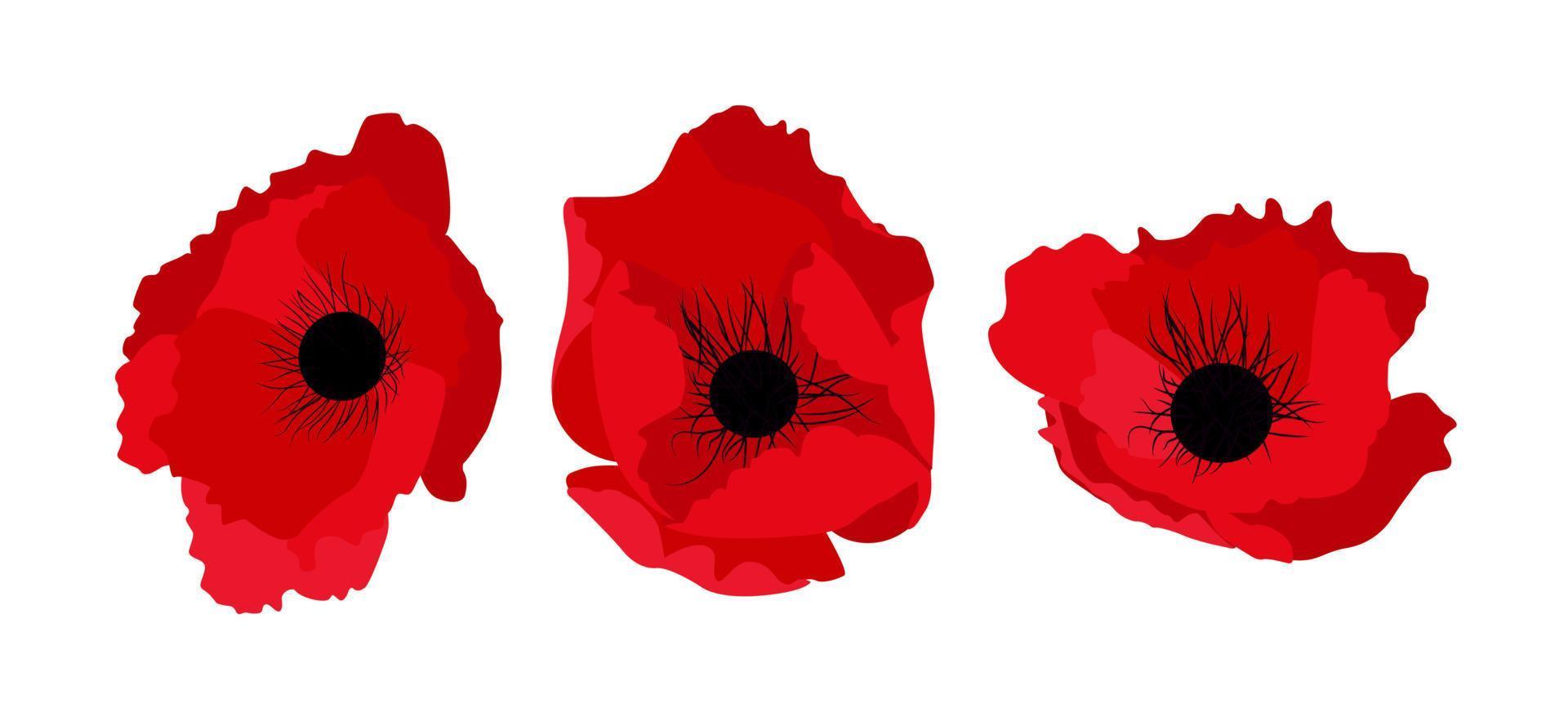 eenvoudige rode bloem klaproos set vectorillustratie vector