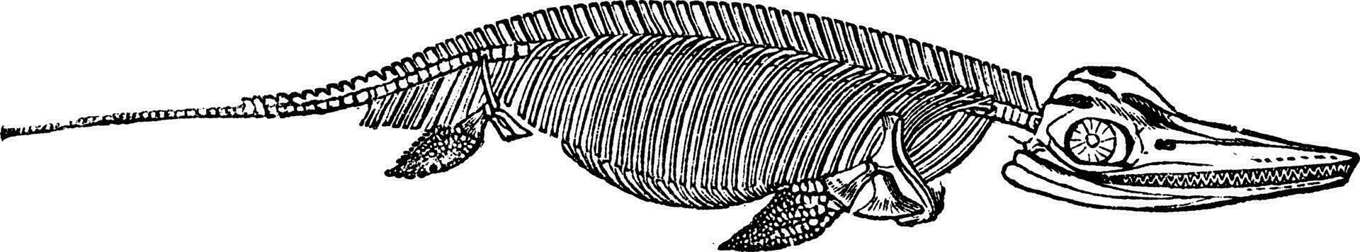 de skelet van ichthyosaurus wijnoogst gravure vector