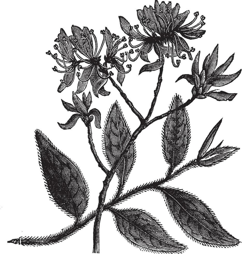 rhodora of rododendron canadense wijnoogst gravure vector