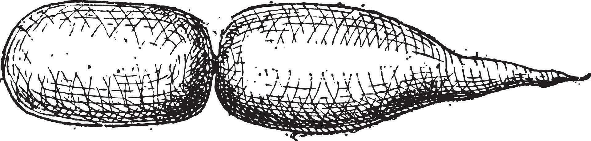 zwemmen blaas, van een vis, wijnoogst gravure vector