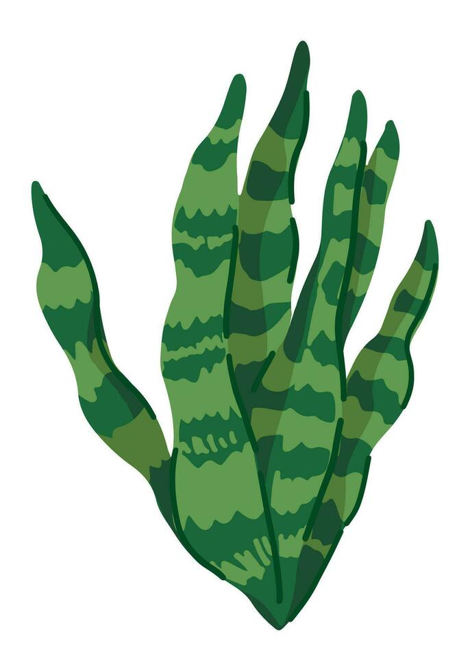 sansevieria zeylanica clip art. tropisch flora tekening. tekenfilm vector plantkunde illustratie. hedendaags stijl tekening geïsoleerd Aan wit.