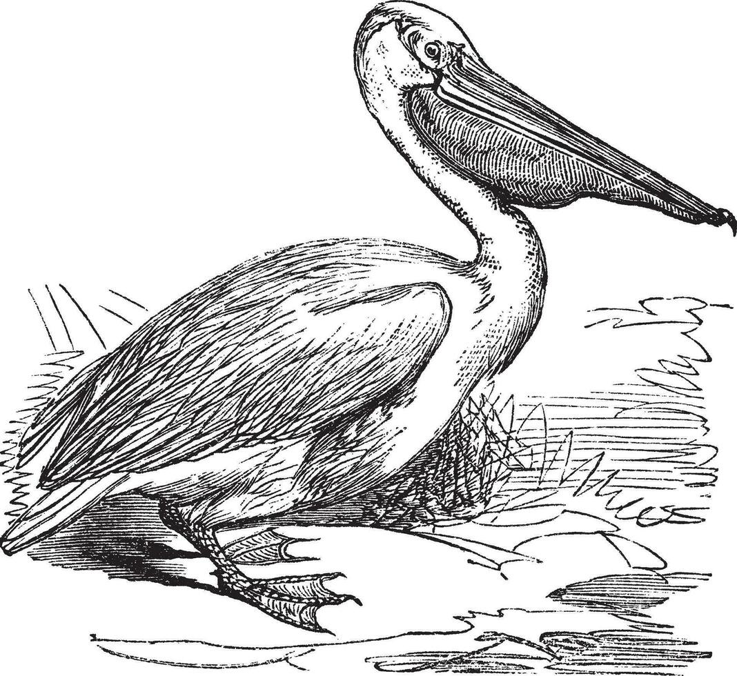 Super goed wit pelikaan of oostelijk wit pelikaan of pelecanus onocrotalus, wijnoogst gravure vector