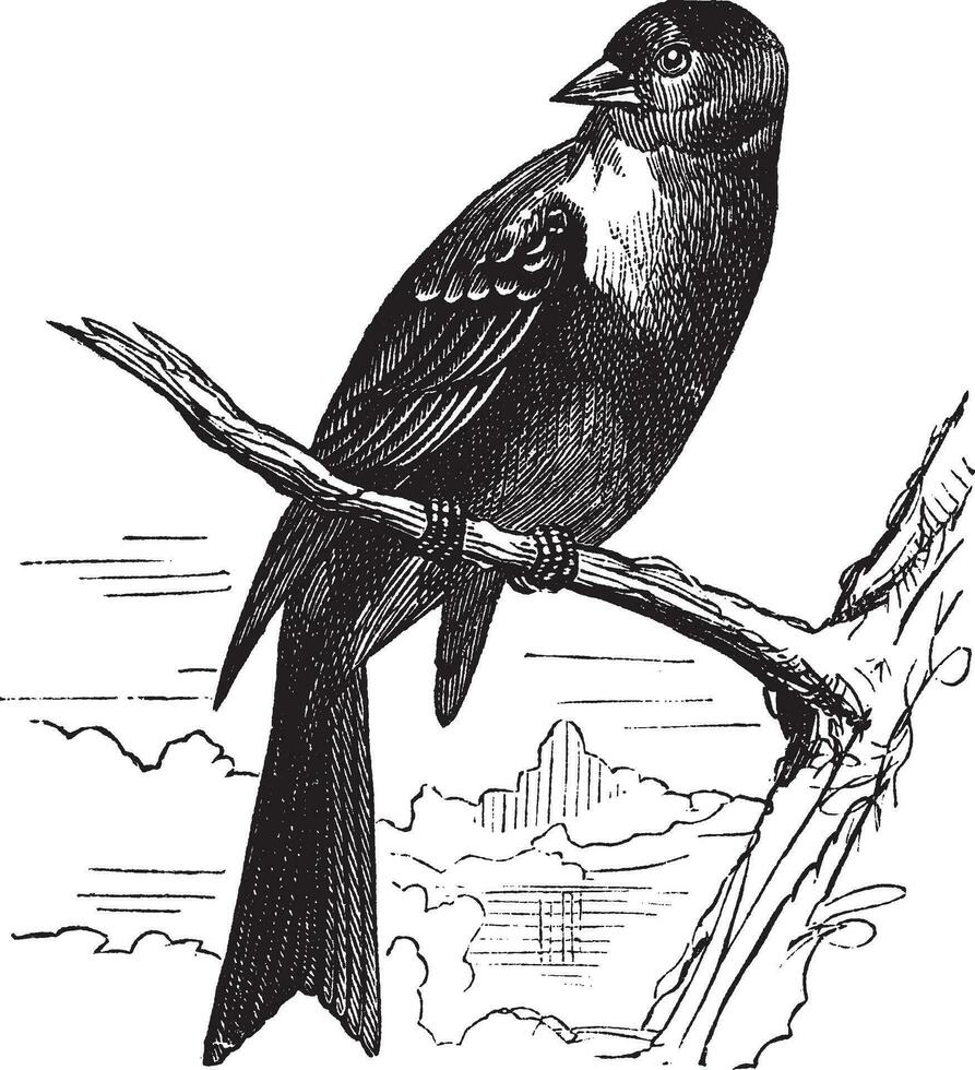 ortolaan vogel, Emberiza hortulana of ortolaan gors, wijnoogst gravure vector