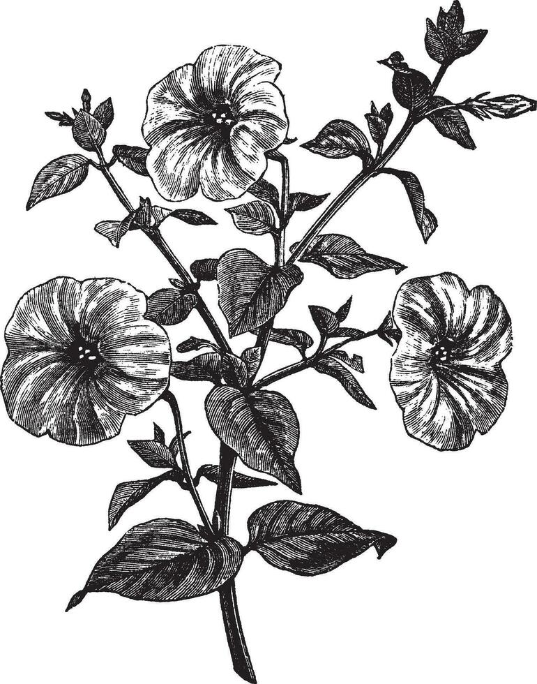 petunia of petunia sp., wijnoogst gravure vector