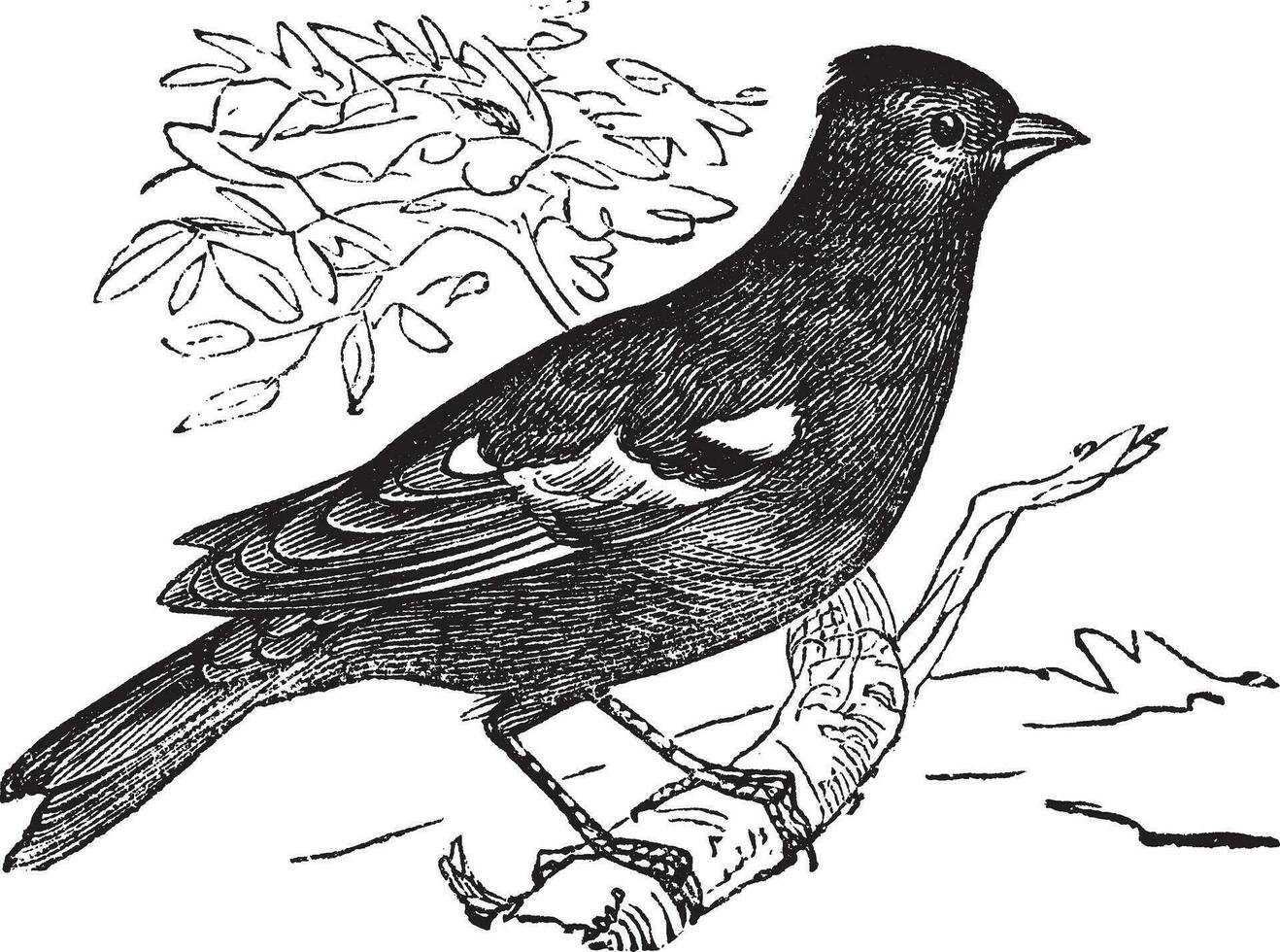 pinson gewoon fringilla coelebs of vink, wijnoogst gravure. vector