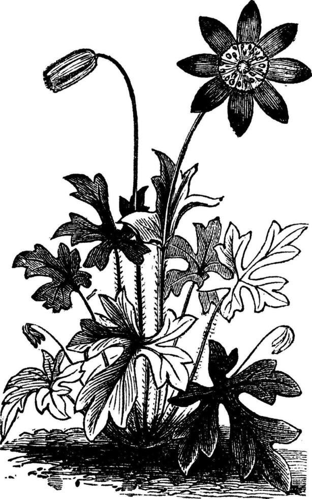 anemoon hortensis of voor di stella bloem wijnoogst gravure. vector