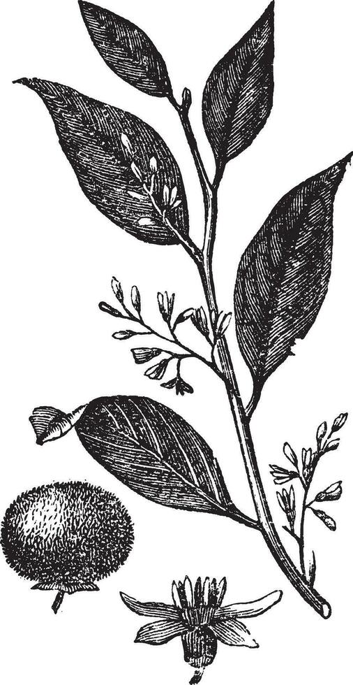 styrax benzoë of gom Benjamin boom, wijnoogst gravure. vector