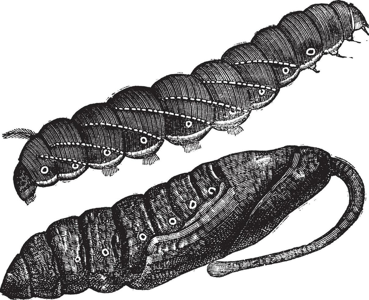 larve en pop van sfinx quinquemaculatus wijnoogst gravure vector