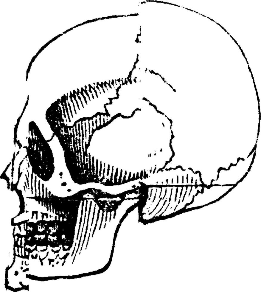 schedel wit mannelijk, wijnoogst gravure. vector