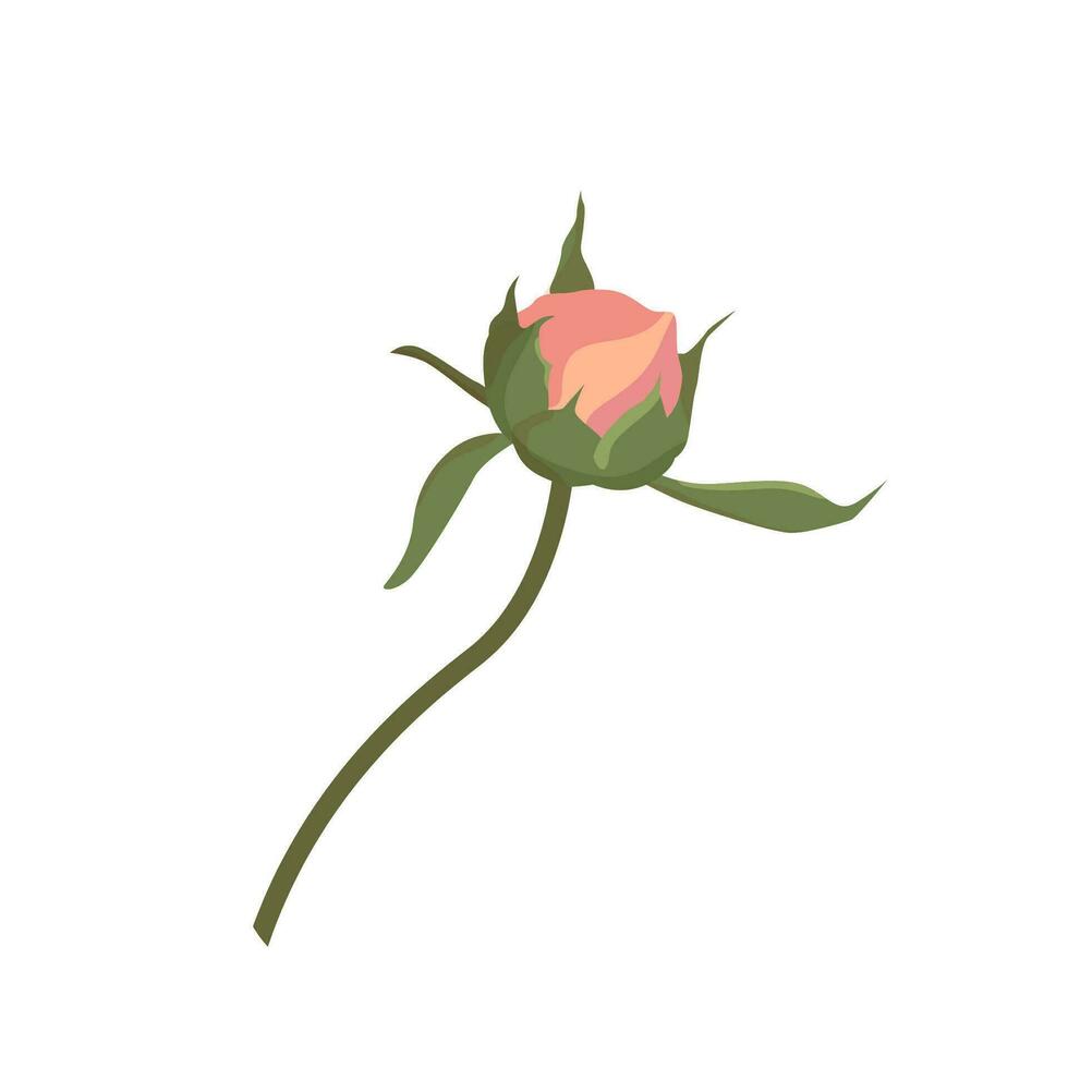 een klein ongeopend pioen bloem voorzichtig roze. knop voor een website of winkel van bloemen en planten, haveloos chique stijl decoratie van kaarten en uitnodigingen, vector