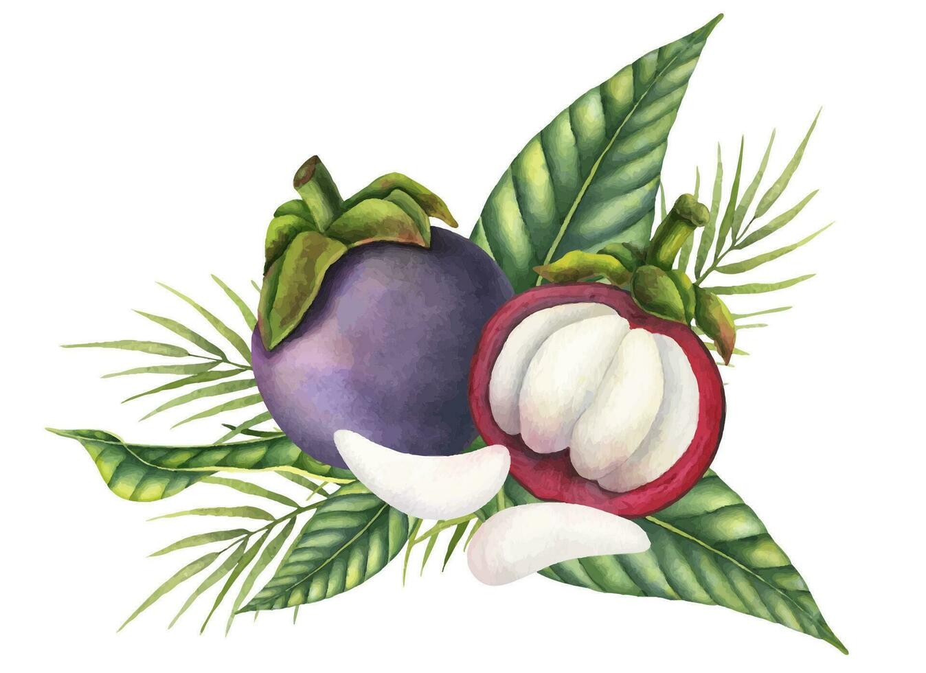 mangisboom fruit met palm bladeren en stukken. waterverf hand- getrokken illustratie van exotisch tropisch voedsel Aan geïsoleerd achtergrond. tekening van Aziatisch garcinia en sappig plakjes. schetsen van mangostana vector