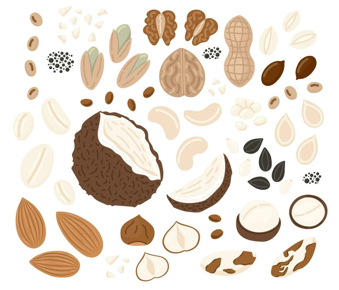 noten en zaden set.walnoot, zaad, kokosnoot, amandel, hazelnoot, pinda's droog, pistache, kikkererwten, macadamia en zonnebloem, pompoen zaad. veganistisch voedsel ingrediënten. vector illustratie in tekening stijl