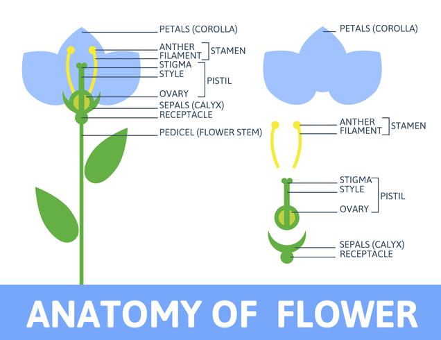 Detail van anatomiebloem. vector