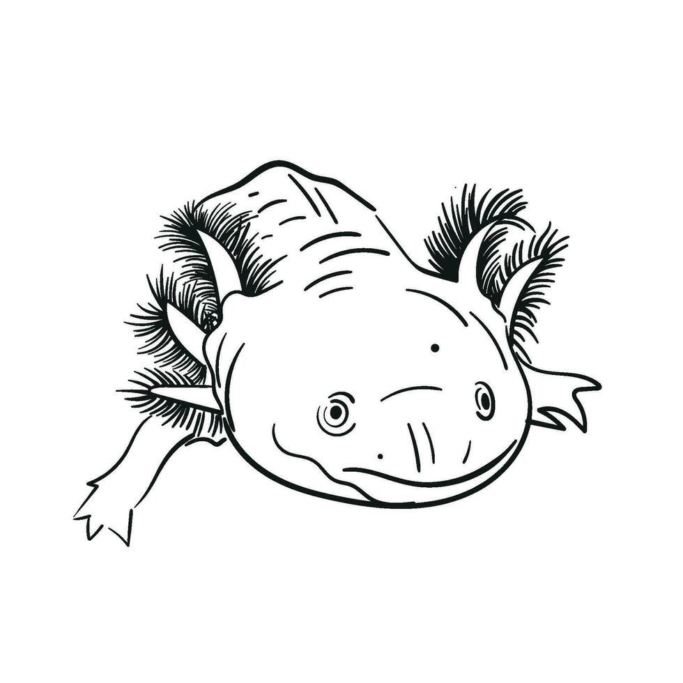 salamander axolotl vector hand- tekening illustratie in zwart kleur geïsoleerd Aan wit achtergrond. schetsen lijn kunst. voor ontwerp, boek, web ,