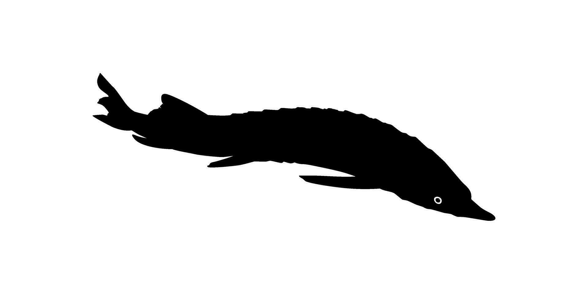 beluga steur of hoezo vis silhouet, vis welke produceren premie en duur kaviaar, voor logo type, kunst illustratie, pictogram, appjes, website of grafisch ontwerp element. vector illustratie