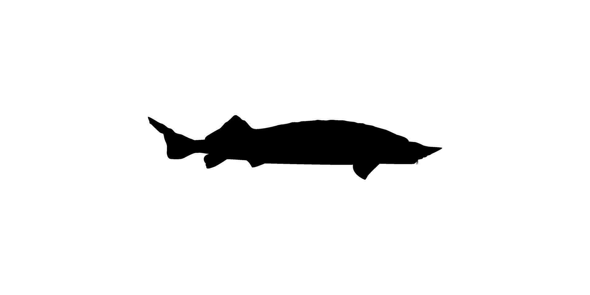 beluga steur of hoezo vis silhouet, vis welke produceren premie en duur kaviaar, voor logo type, kunst illustratie, pictogram, appjes, website of grafisch ontwerp element. vector illustratie