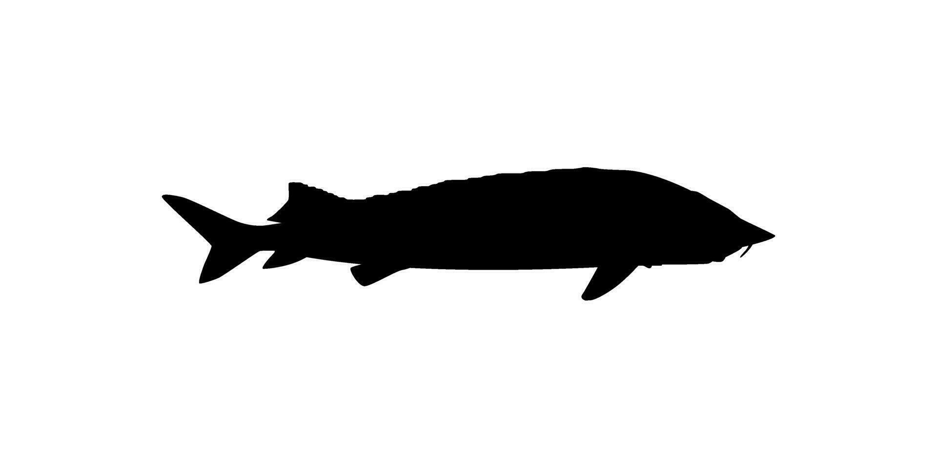 beluga steur of hoezo vis silhouet, vis welke produceren premie en duur kaviaar, voor logo type, kunst illustratie, pictogram, appjes, website of grafisch ontwerp element. vector illustratie