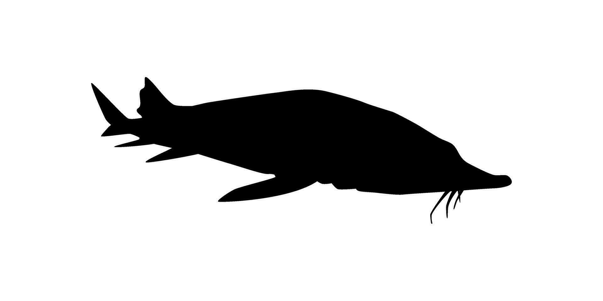 beluga steur of hoezo vis silhouet, vis welke produceren premie en duur kaviaar, voor logo type, kunst illustratie, pictogram, appjes, website of grafisch ontwerp element. vector illustratie