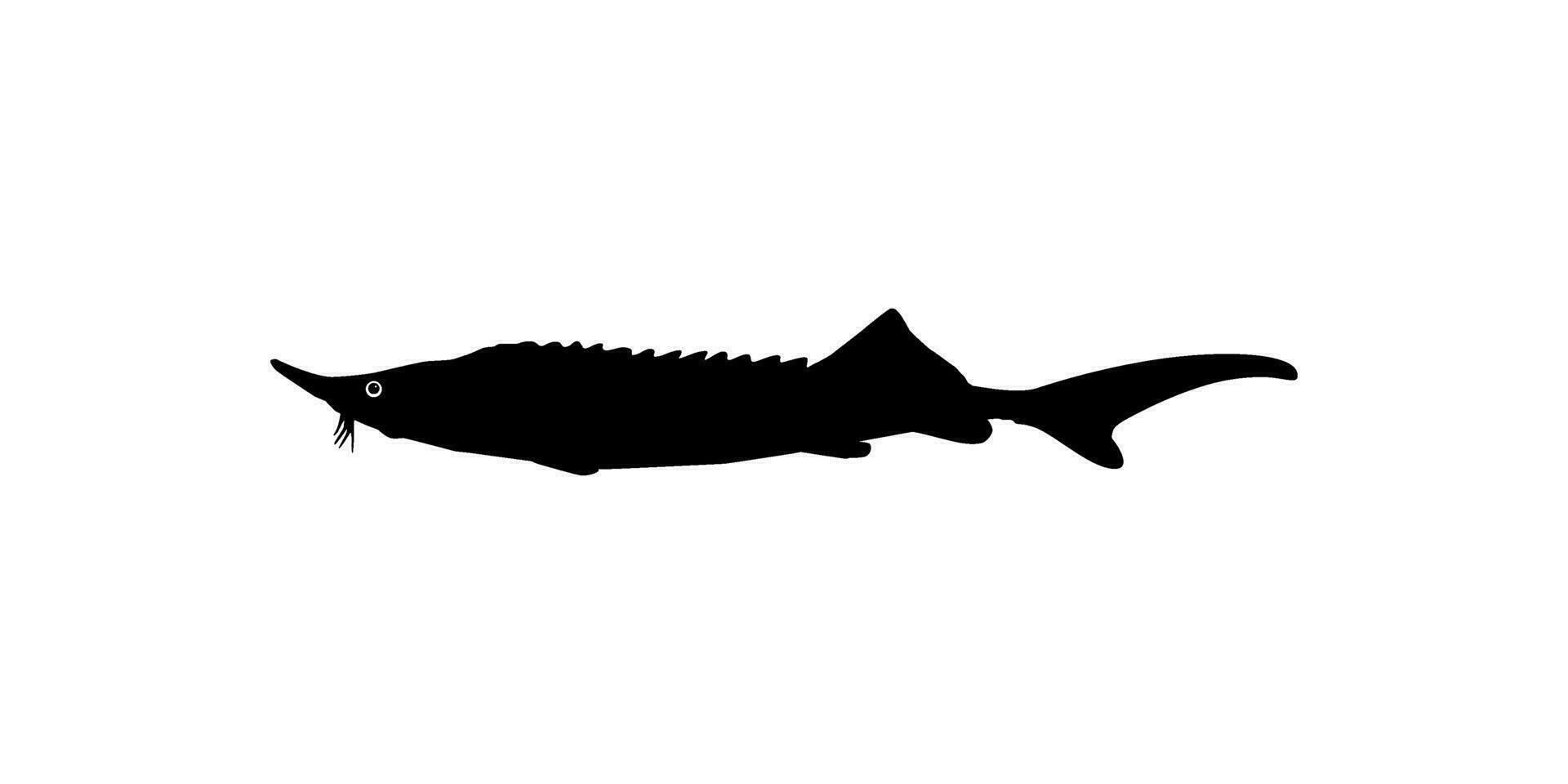 beluga steur of hoezo vis silhouet, vis welke produceren premie en duur kaviaar, voor logo type, kunst illustratie, pictogram, appjes, website of grafisch ontwerp element. vector illustratie