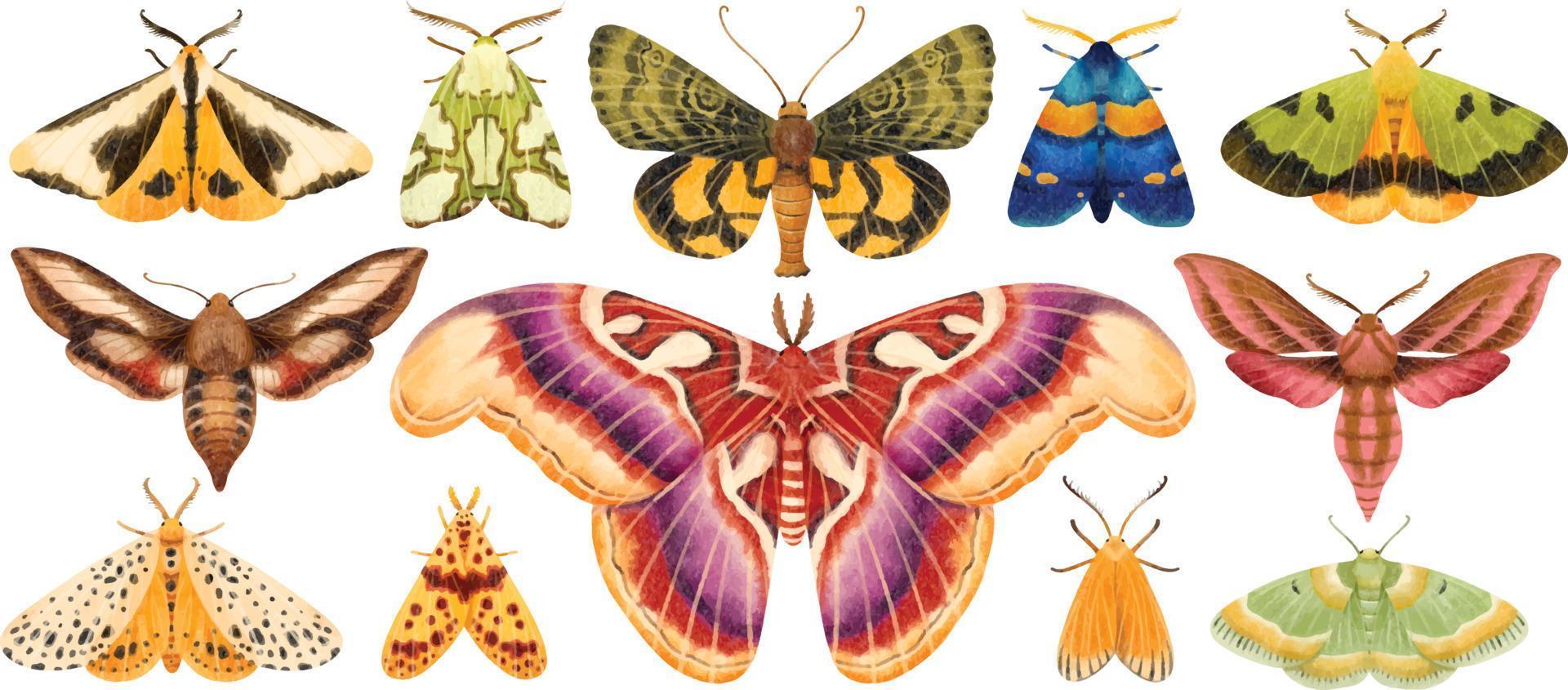 vlinder vlinder aquarel handgeschilderde illustratie collectie vector