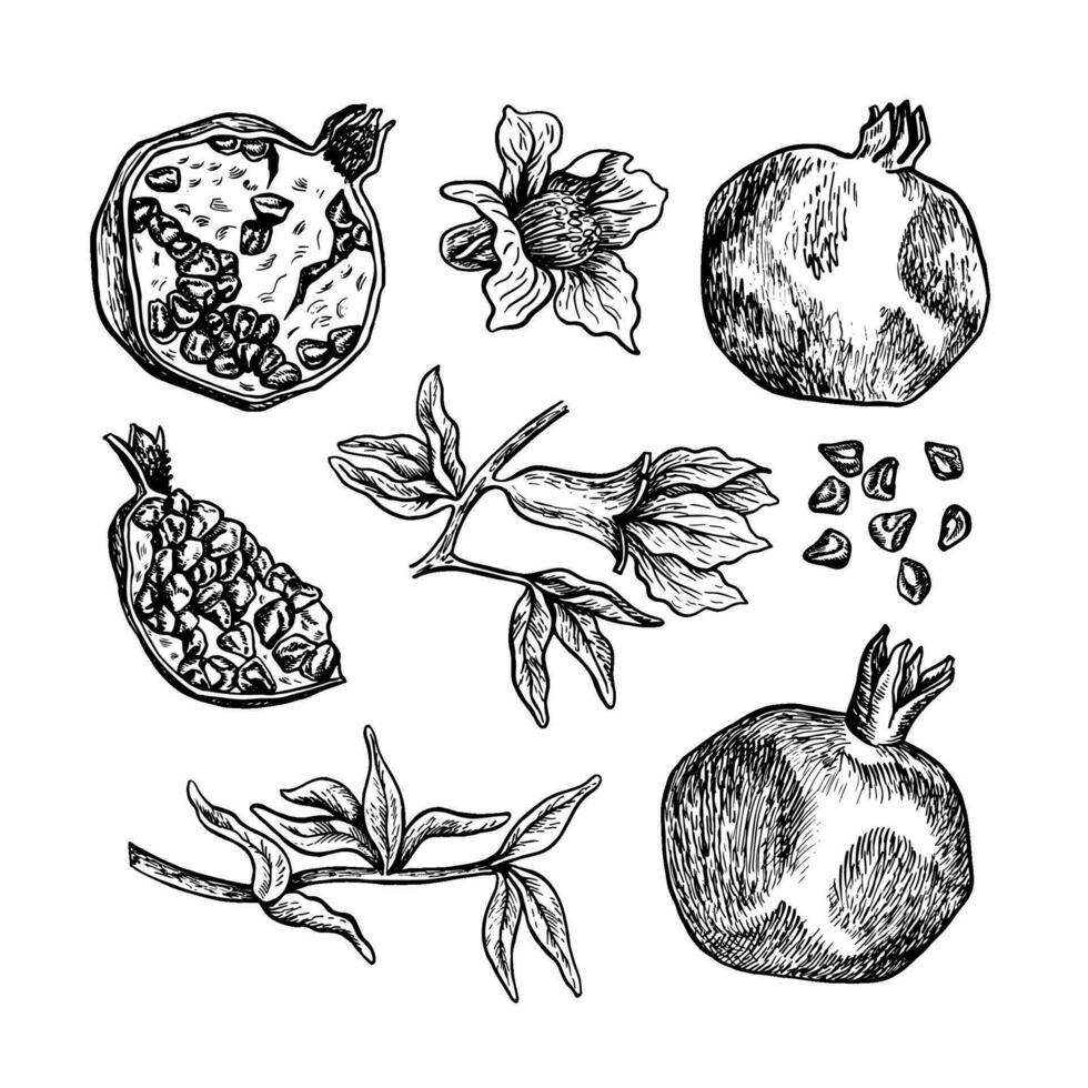 set, granaatappel fruit, bladeren, bloemen en takken, hand- getrokken zwart en wit grafisch vector illustratie. geïsoleerd Aan een wit achtergrond. voor verpakking, banners en menu's, textiel en posters