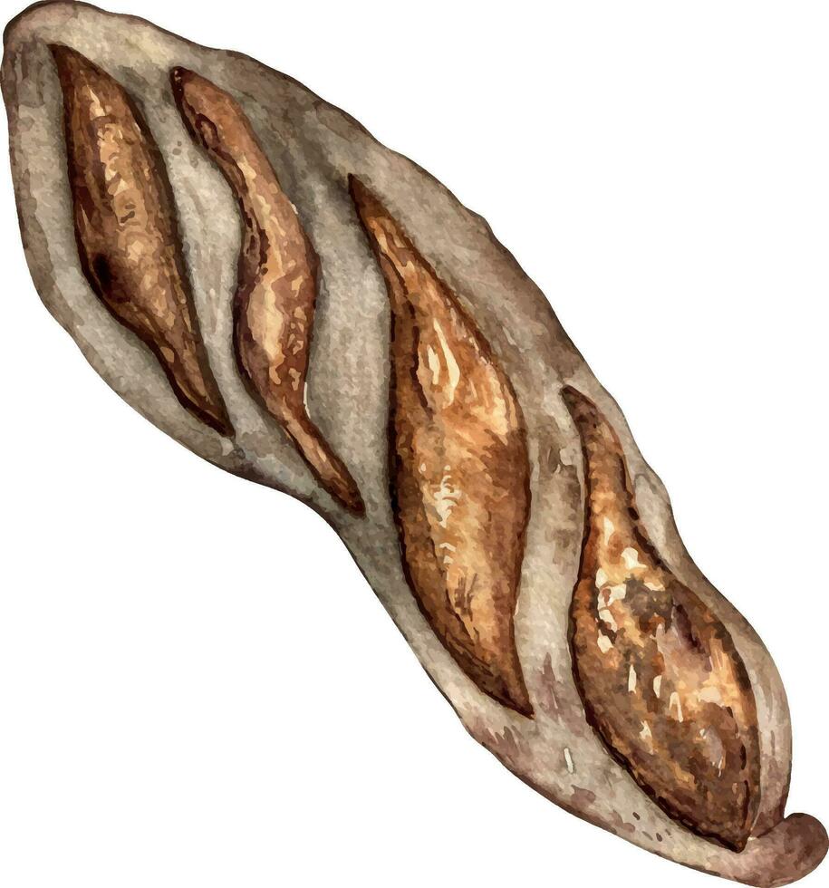 rogge baguette geheel waterverf illustratie geïsoleerd Aan wit achtergrond. hand- getrokken Frans brood voor bakkerij. geschilderd brood. element voor ontwerp bewegwijzering, menu, kruidenier op te slaan, omhulsel papier, verpakking vector