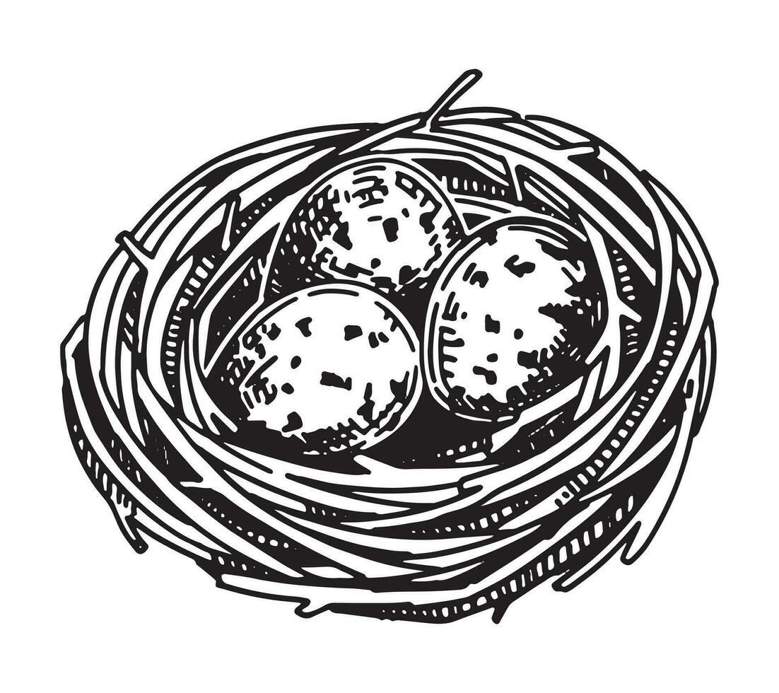 wild vogel nest met eieren schets clip art. voorjaar tijd tekening. vector illustratie in gravure stijl geïsoleerd Aan wit.