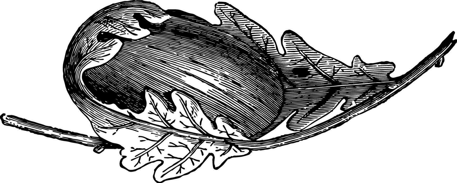 cocon van attacus yama mai wijnoogst illustratie. vector