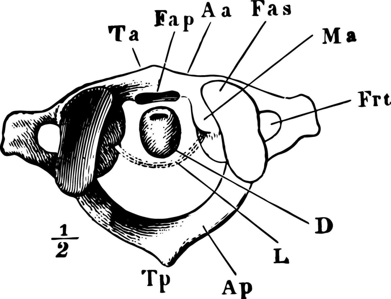 de atlas welke is 1e cervicaal wervel wijnoogst illustratie. vector