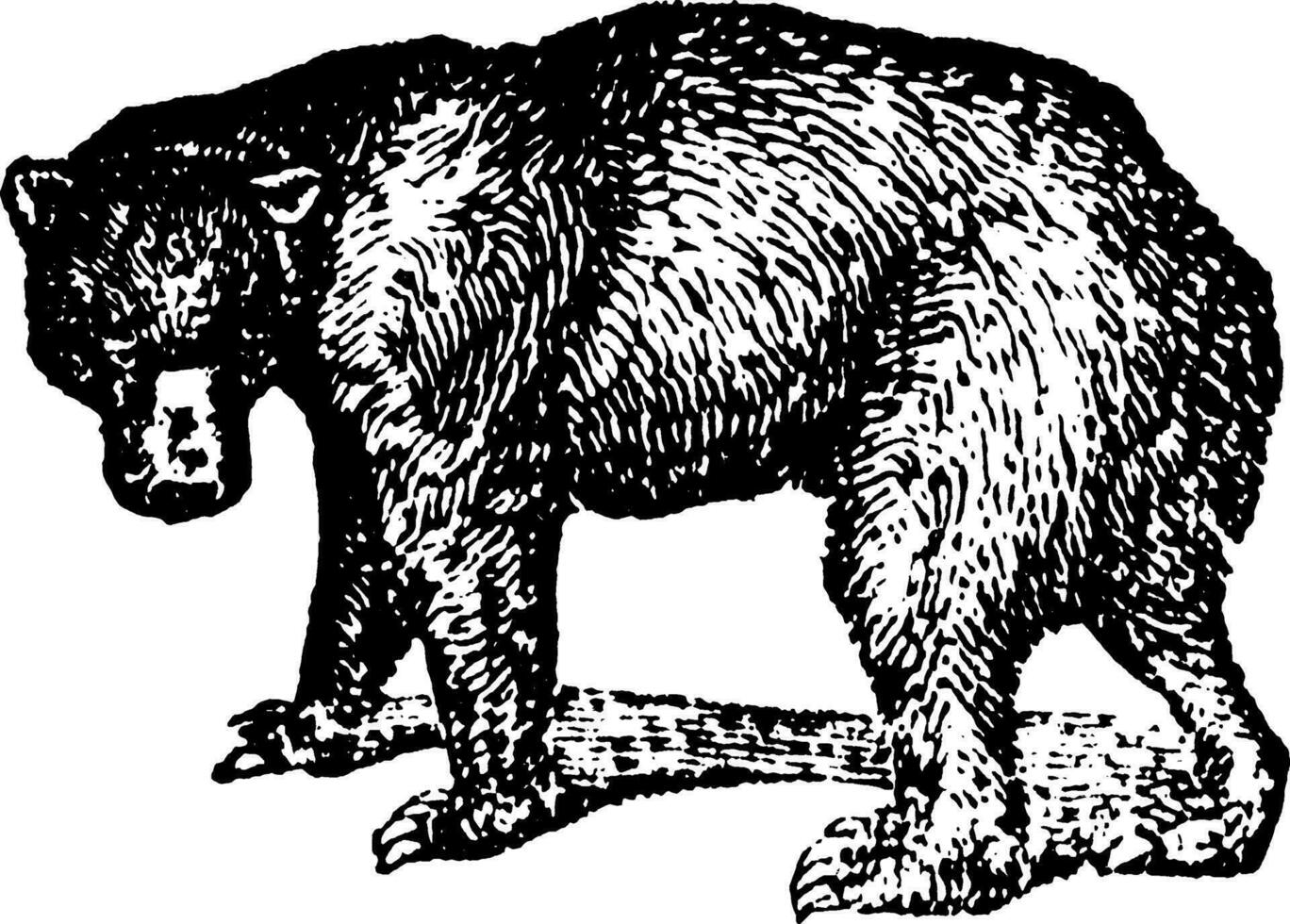 zwart beer, wijnoogst illustratie. vector
