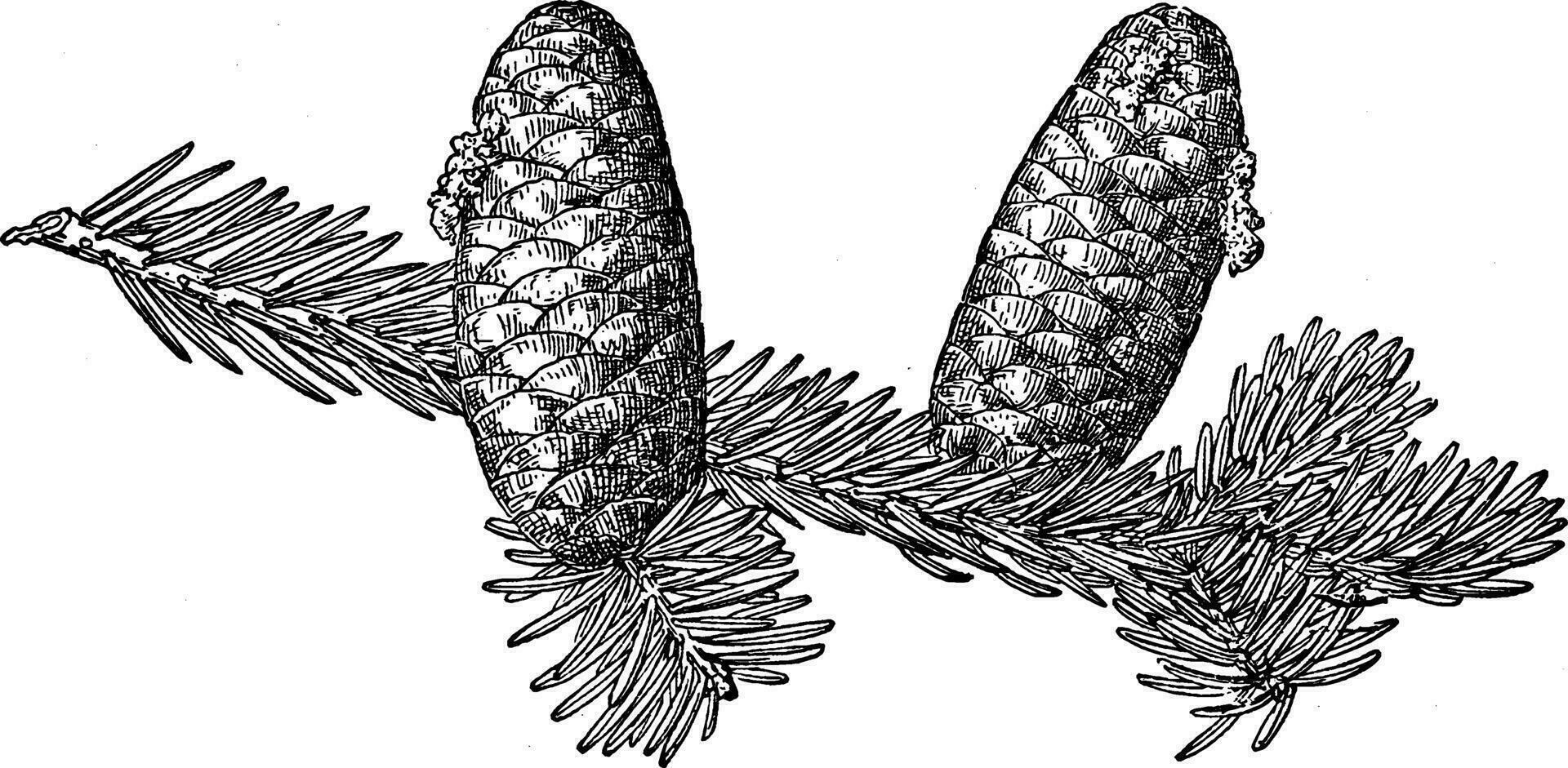 pijnboom ijshoorntje van rotsachtig berg Spar wijnoogst illustratie. vector