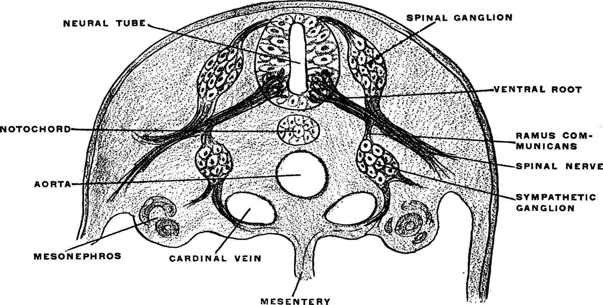 ontwikkeling van spinal zenuw, wijnoogst illustratie. vector