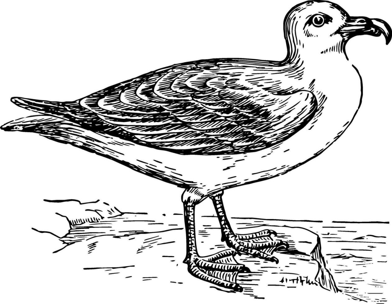 stormvogel, wijnoogst illustratie. vector