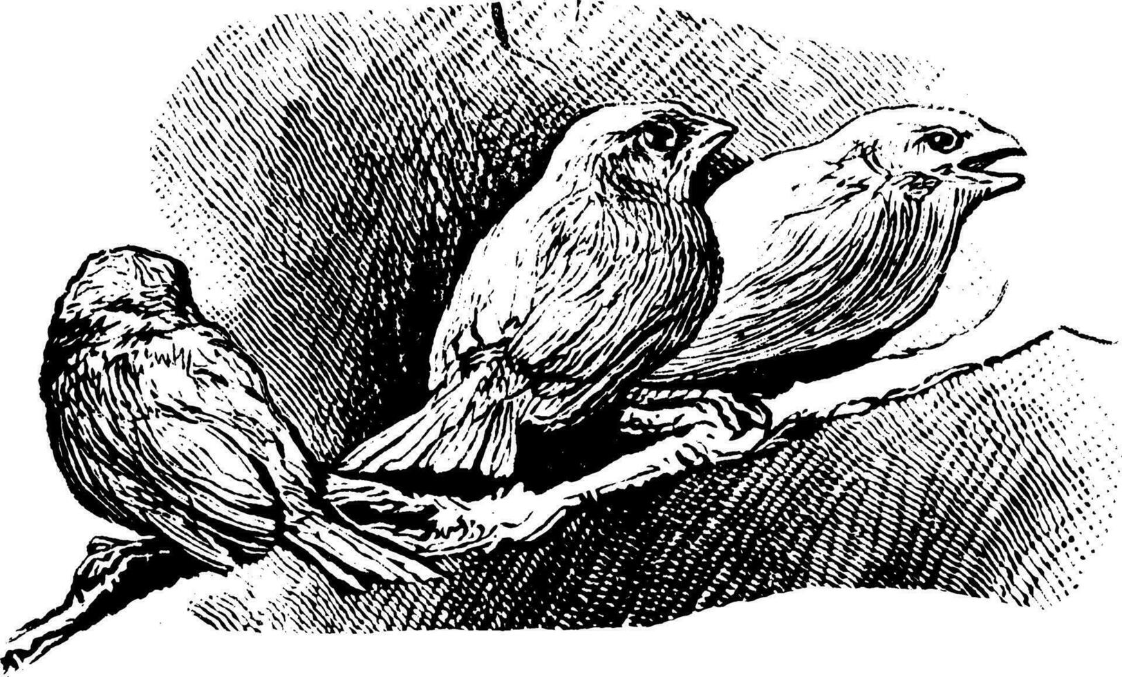 drie vogels, wijnoogst illustratie. vector